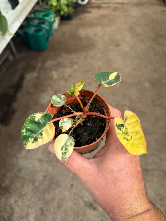 Philodendron billietiae Variegata
