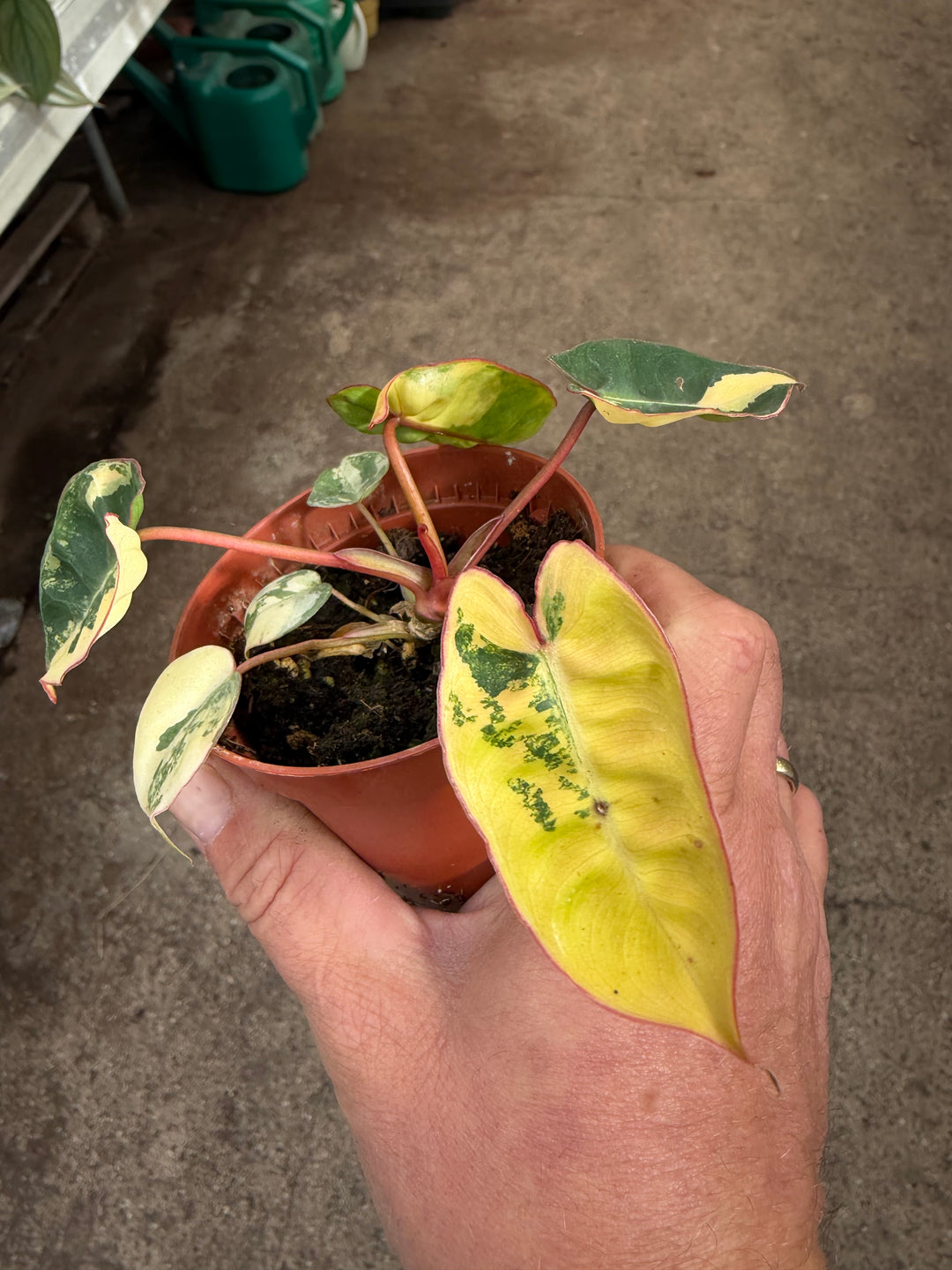 Philodendron billietiae Variegata