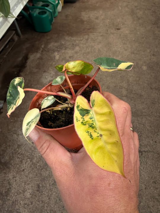 Philodendron billietiae Variegata