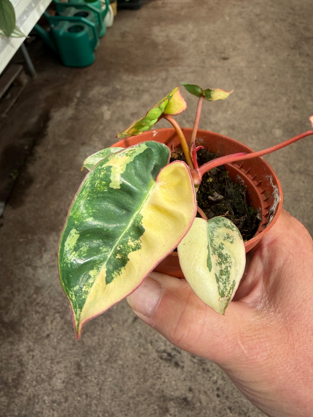 Philodendron billietiae Variegata