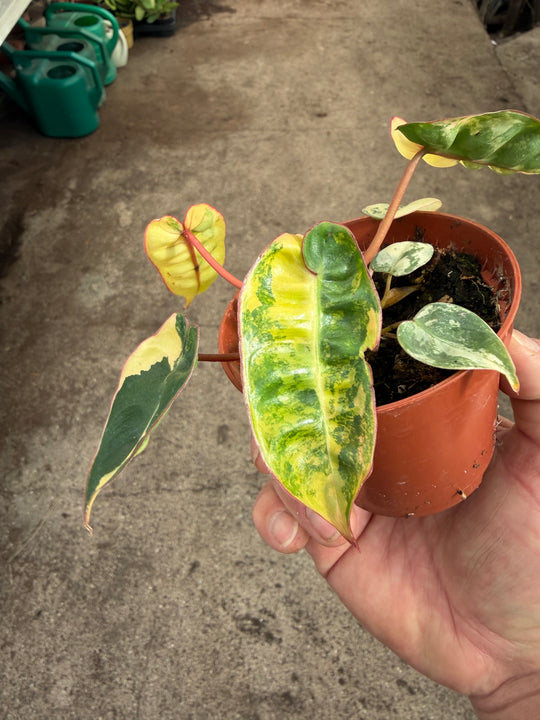 Philodendron billietiae Variegata