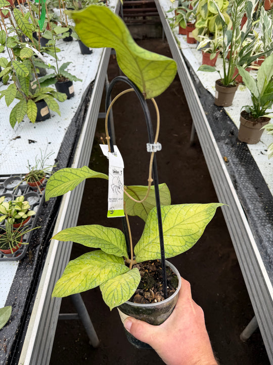 Hoya meridithii