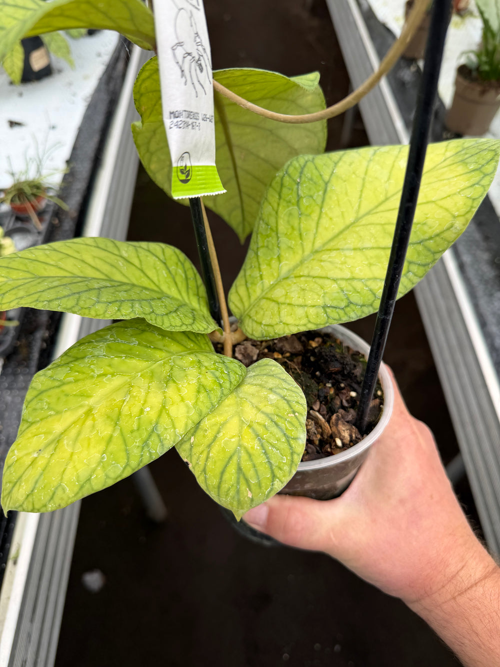 Hoya meridithii