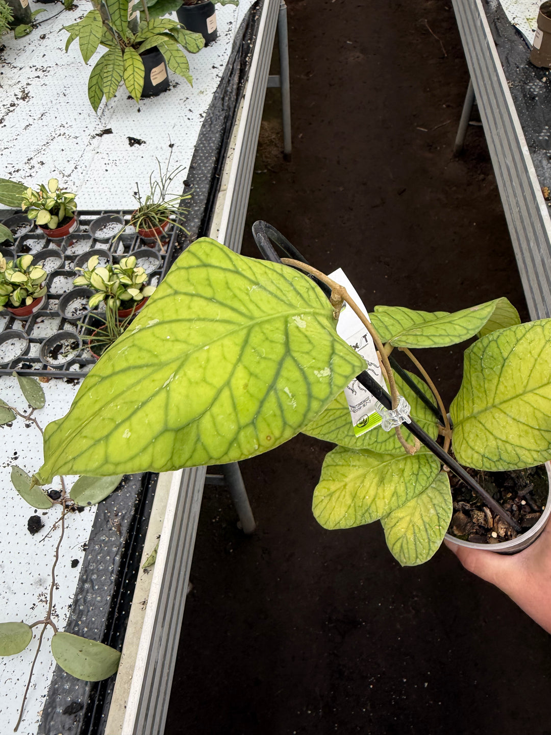 Hoya meridithii