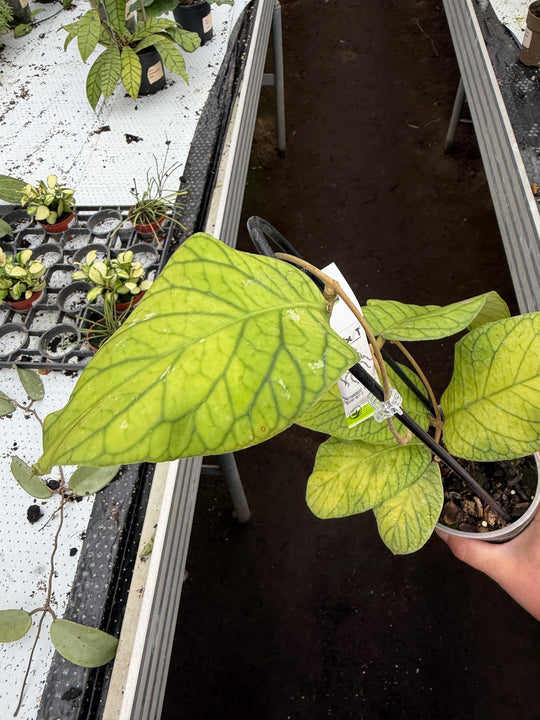 Hoya meridithii