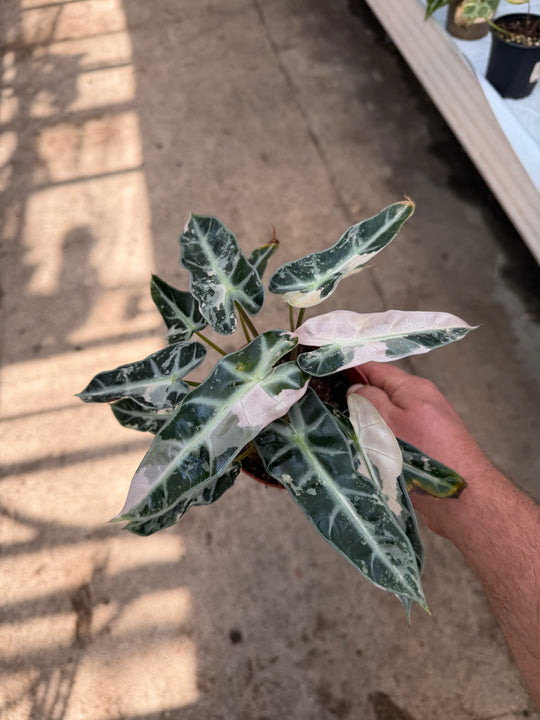 Alocasia bambino pinkki