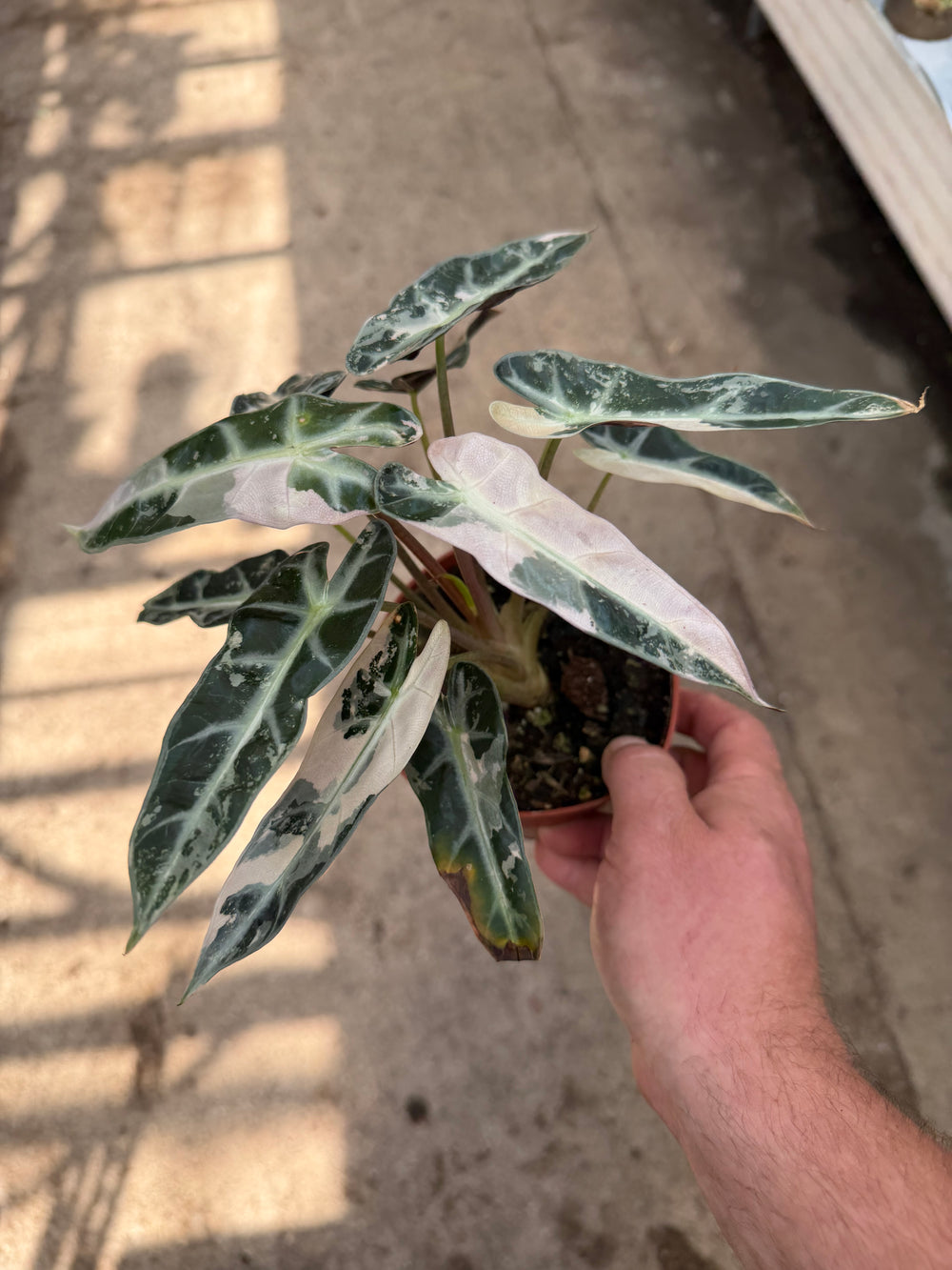 Alocasia bambino pinkki