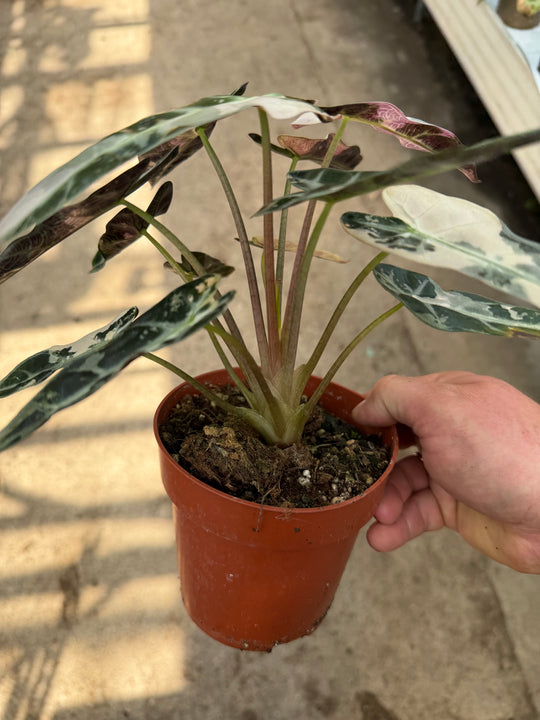 Alocasia bambino pinkki