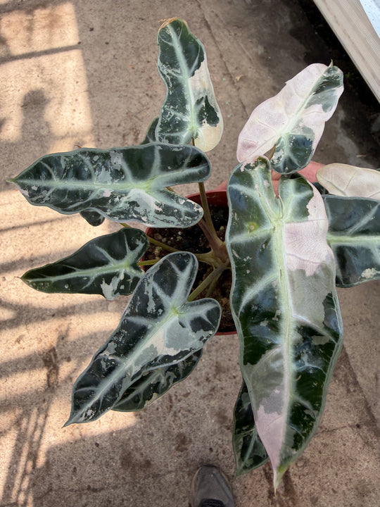 Alocasia bambino pinkki