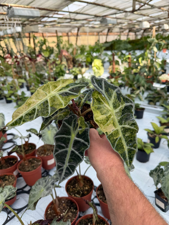 Alocasia Polly pinkki Aurea