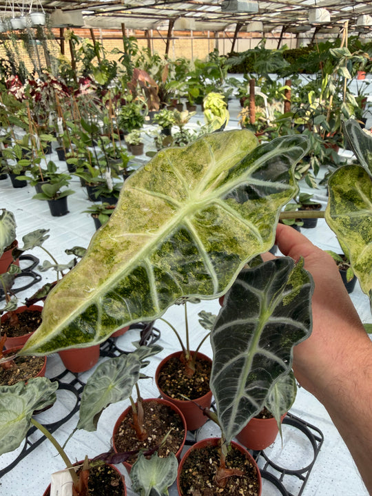 Alocasia Polly pinkki Aurea