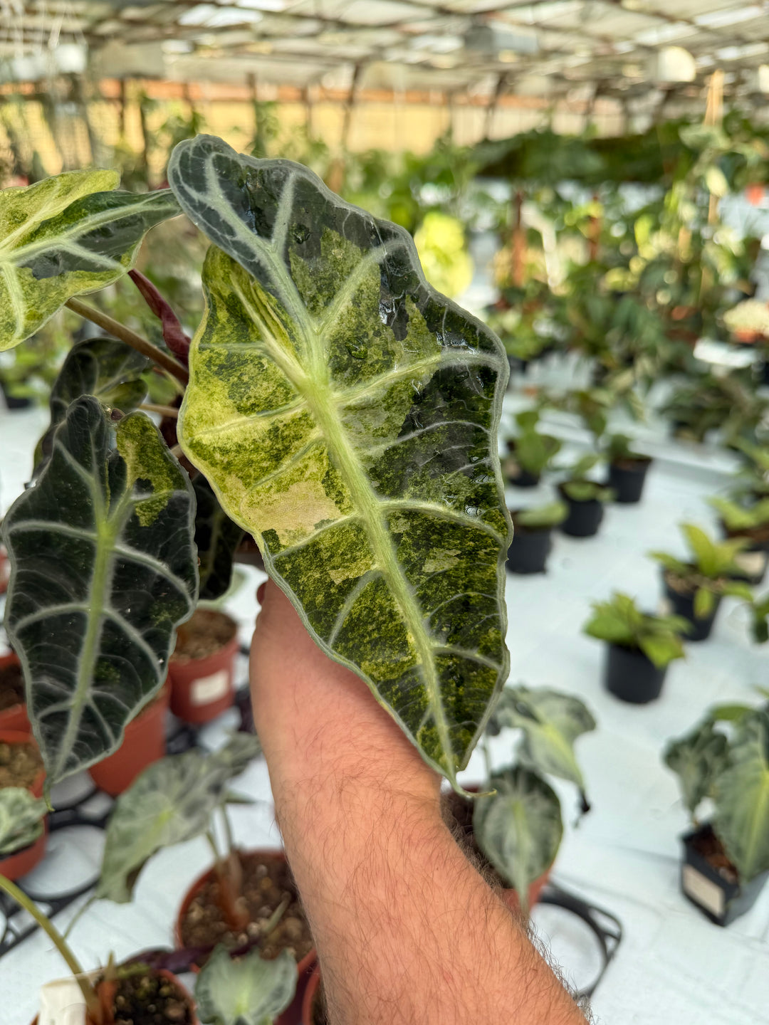 Alocasia Polly pinkki Aurea