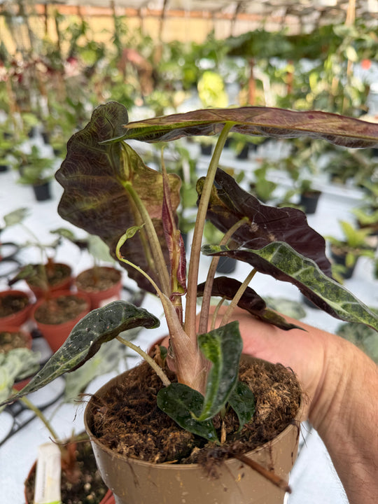 Alocasia Polly pinkki Aurea