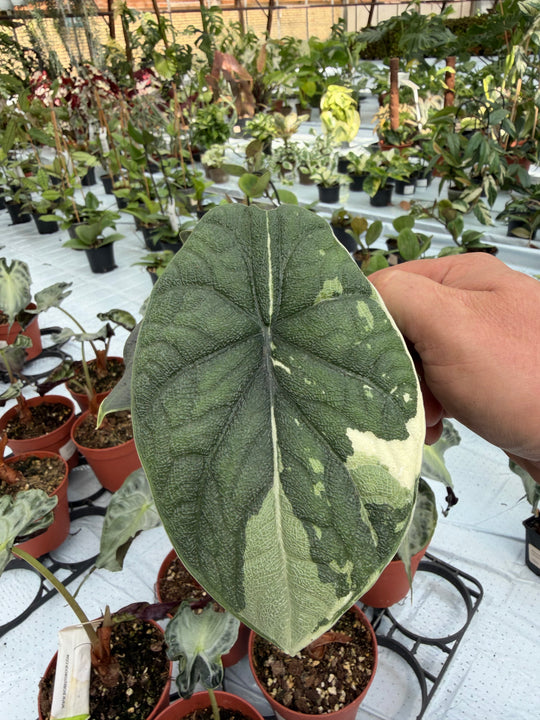 Alocasia Melo albo
