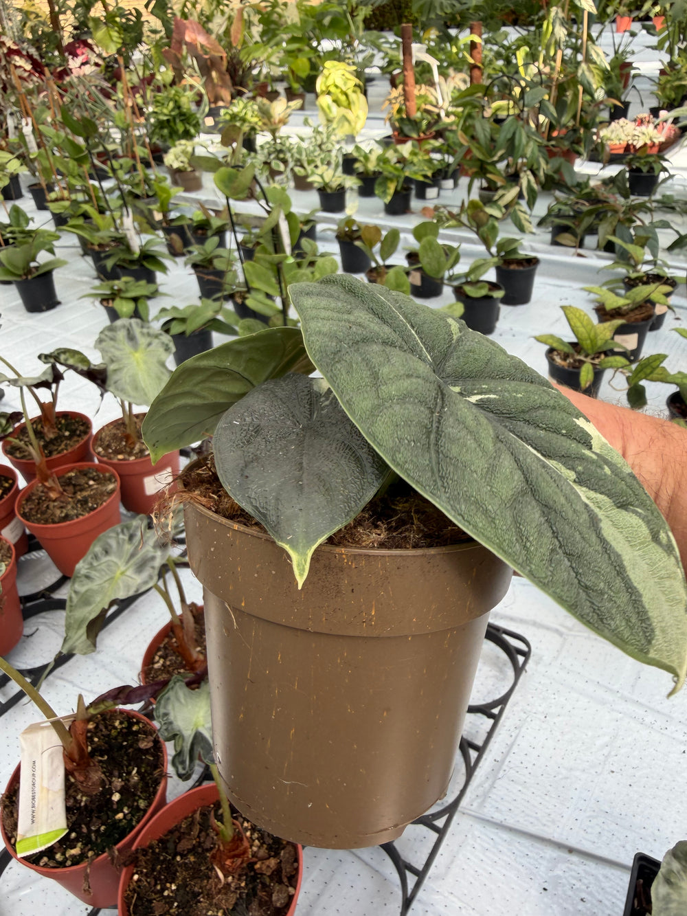 Alocasia Melo albo
