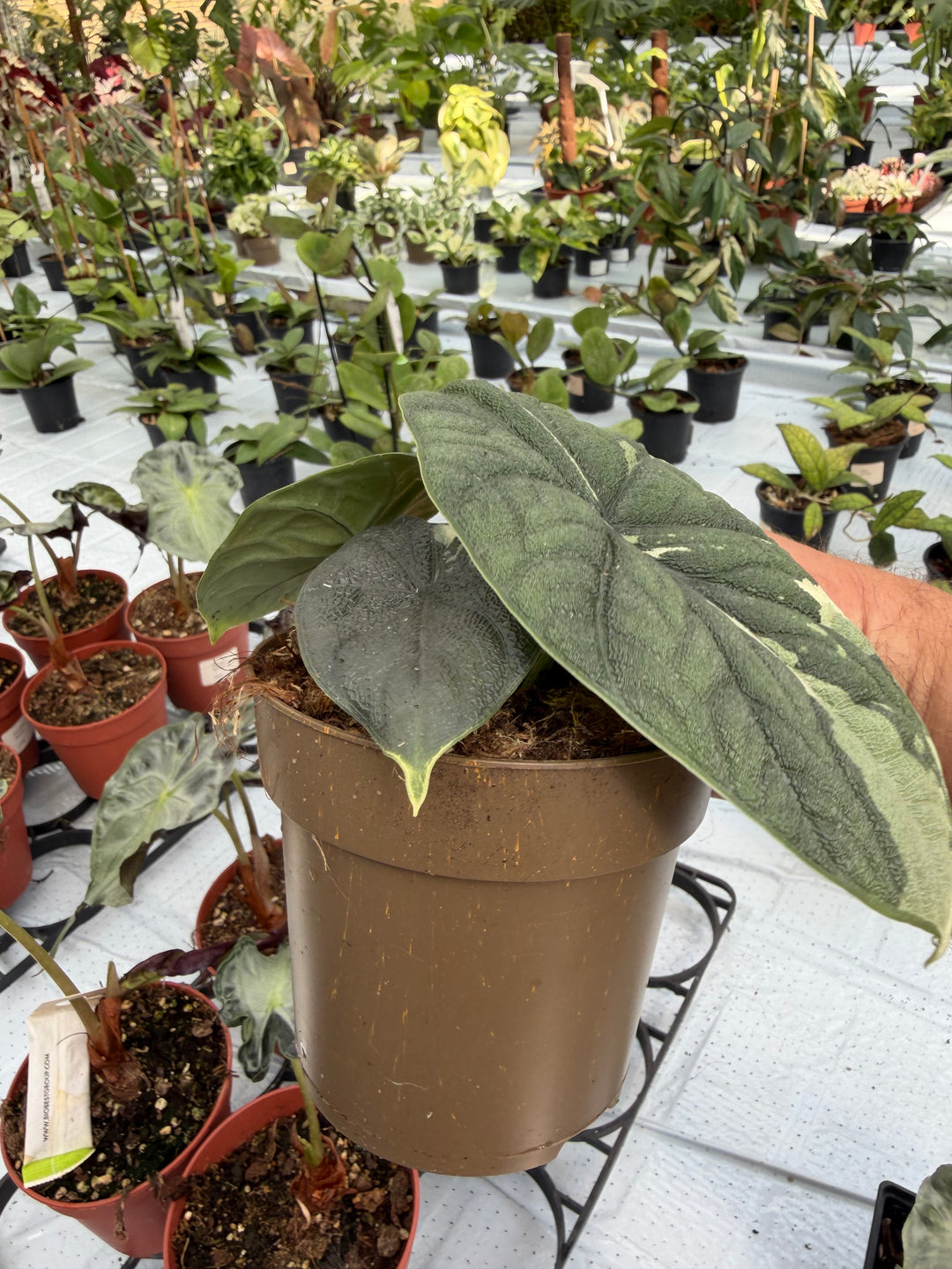 Alocasia Melo albo
