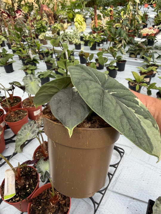 Alocasia Melo albo