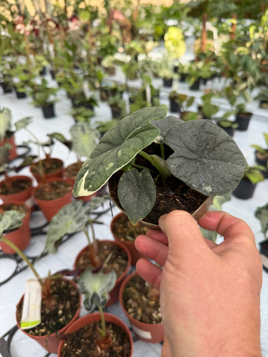 Alocasia Melo albo