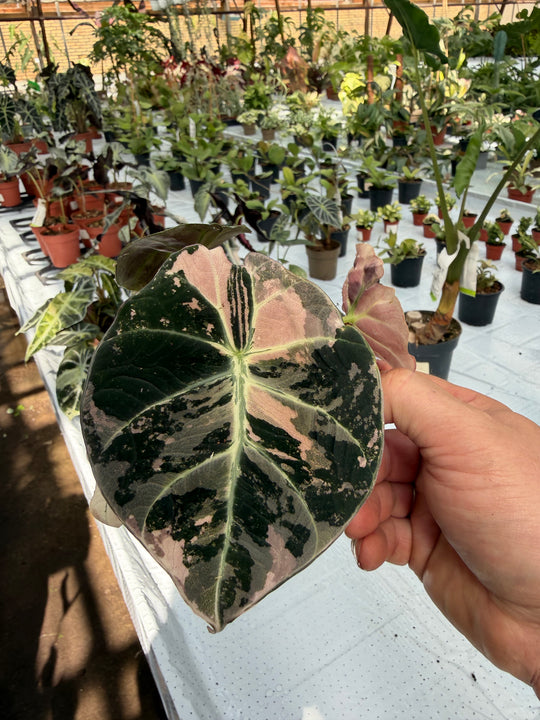 Alocasia Black Velvet Pink