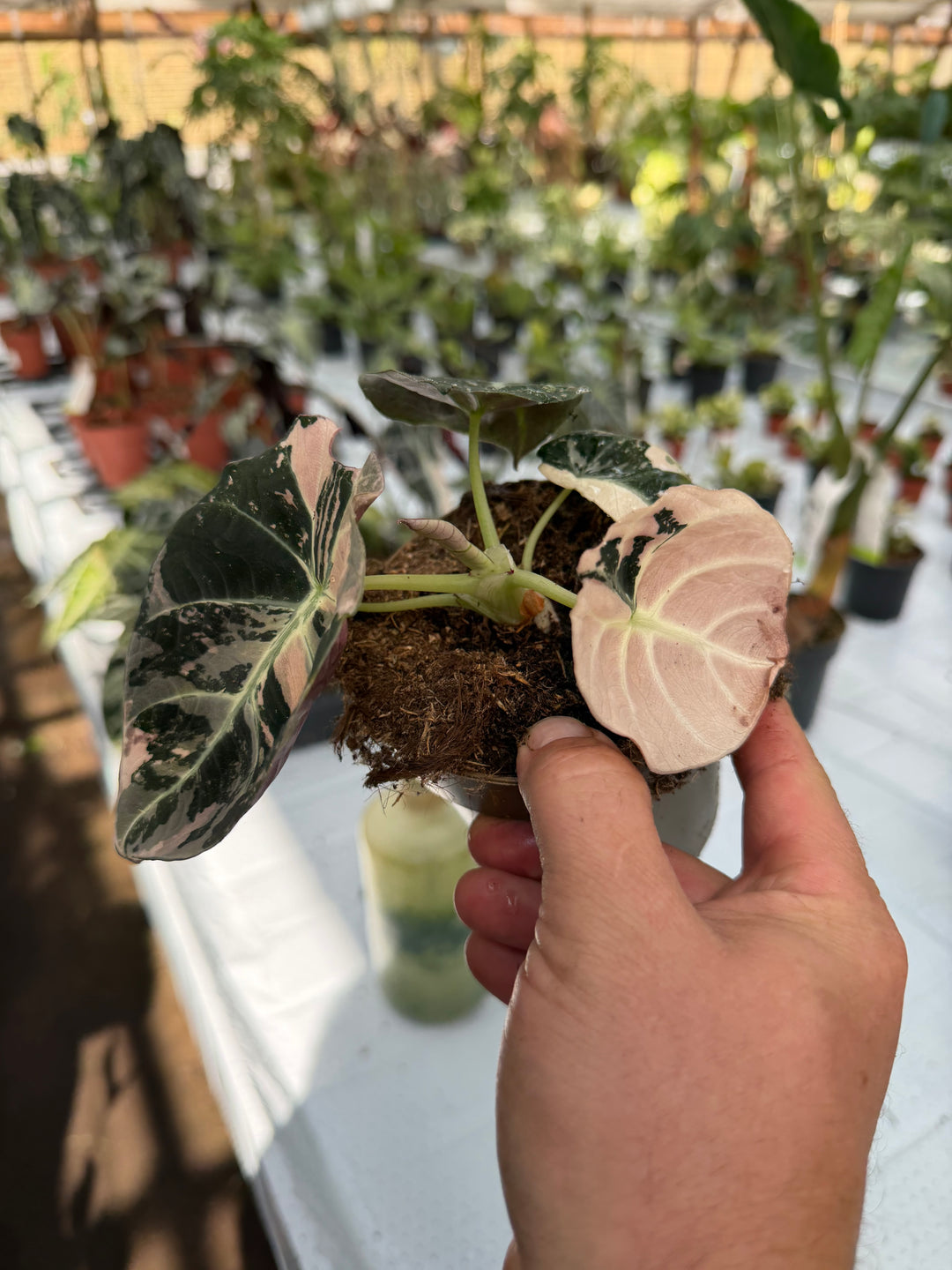 Alocasia Black Velvet Pink