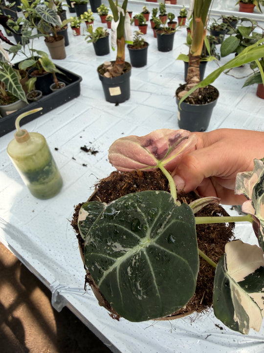 Alocasia Black Velvet Pink