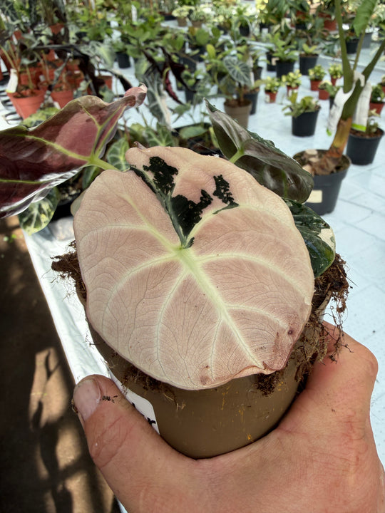 Alocasia Black Velvet Pink