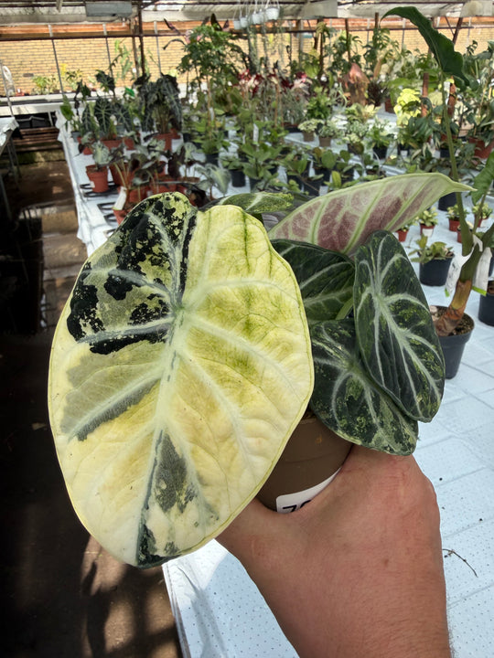 Alocasia Ninja Variegata