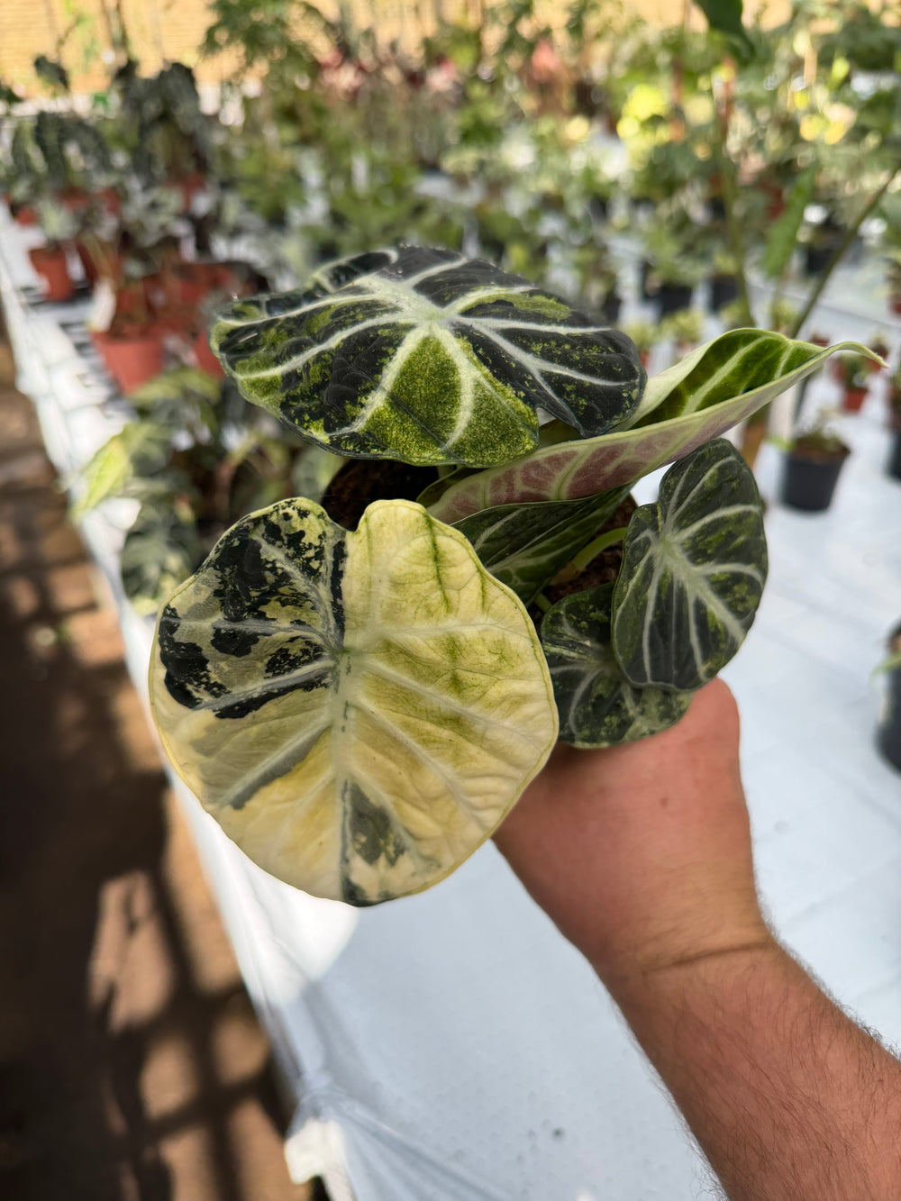 Alocasia Ninja Variegata