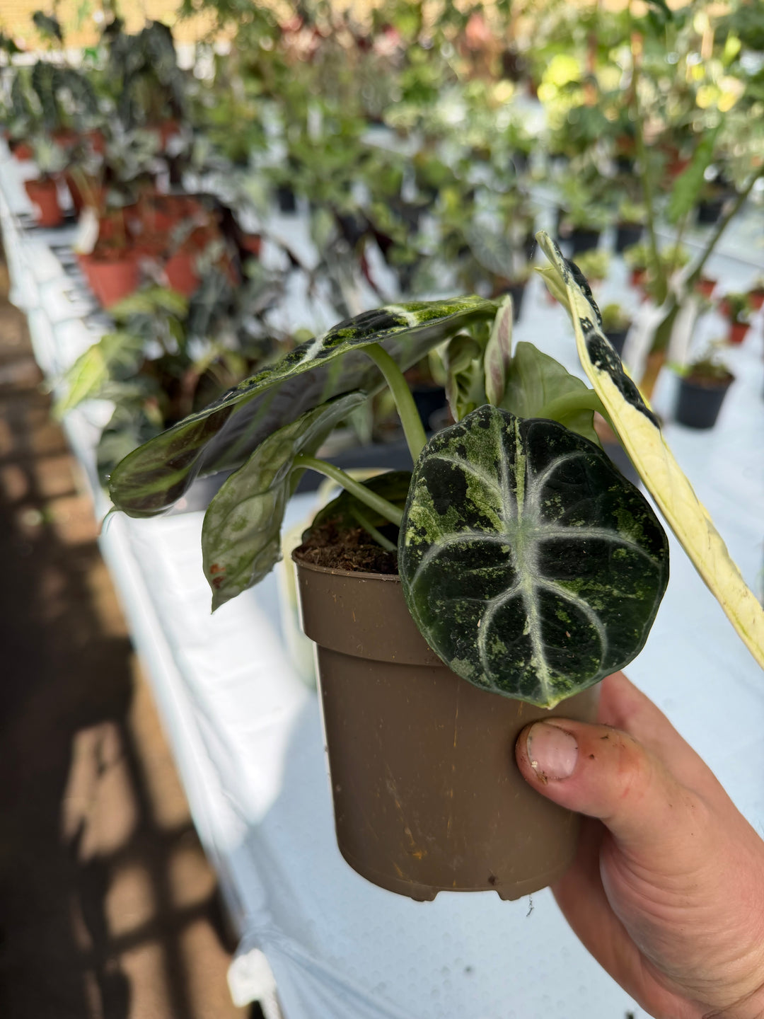 Alocasia Ninja Variegata