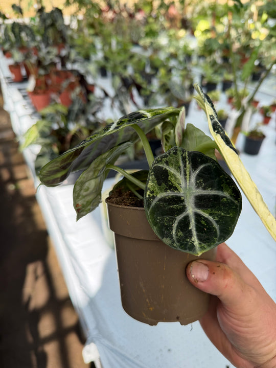 Alocasia Ninja Variegata