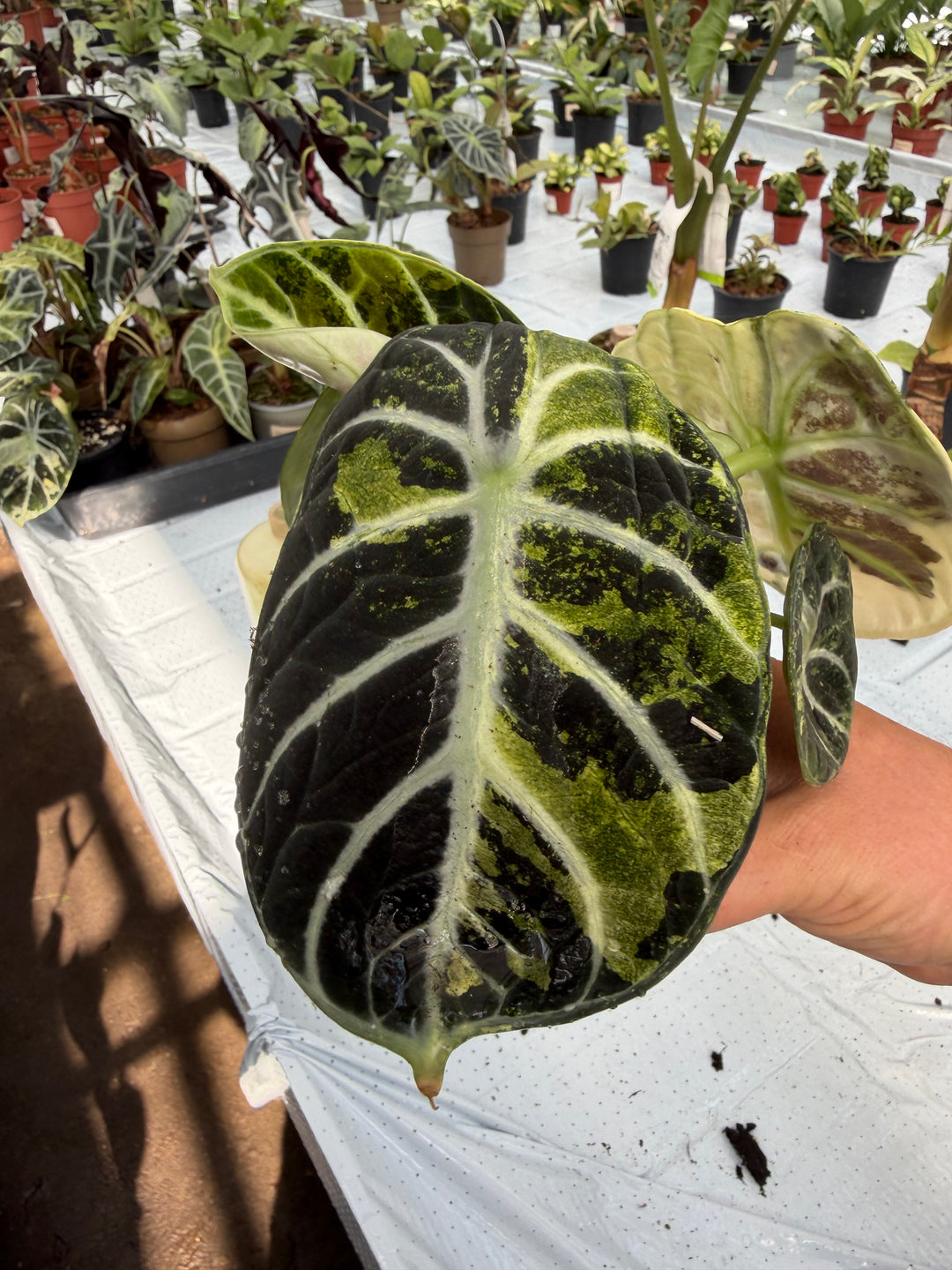 Alocasia Ninja Variegata