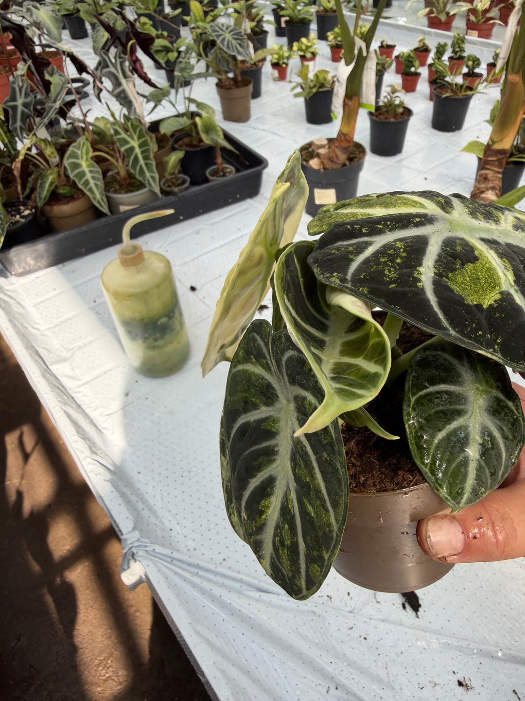 Alocasia Ninja Variegata