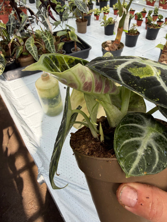 Alocasia Ninja Variegata