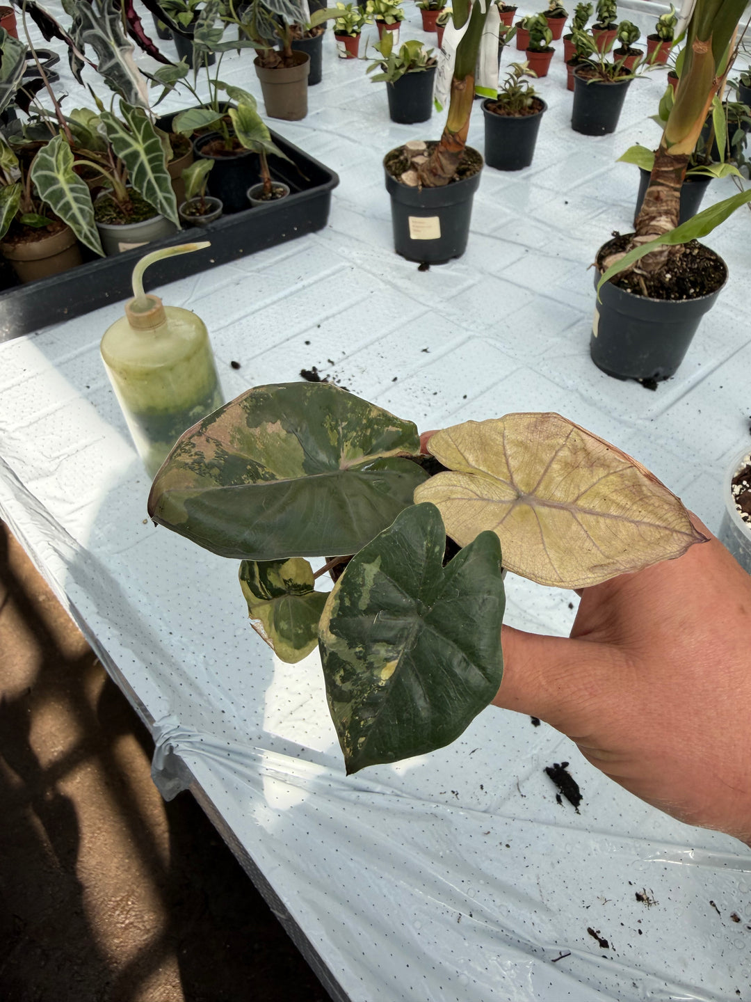 Alocasia yucatan princess variegata