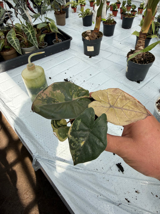 Alocasia yucatan princess variegata