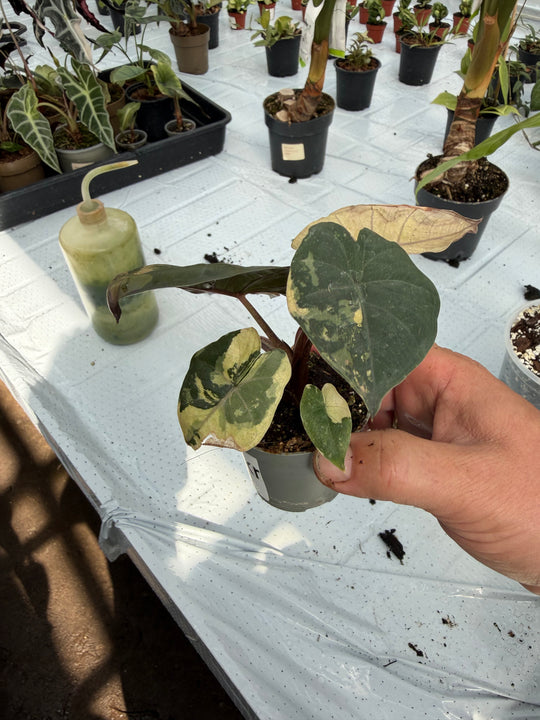 Alocasia yucatan princess variegata