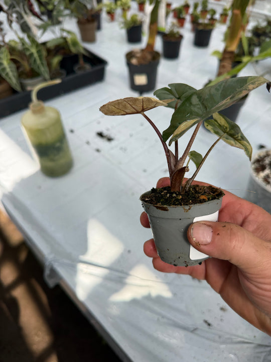 Alocasia yucatan princess variegata