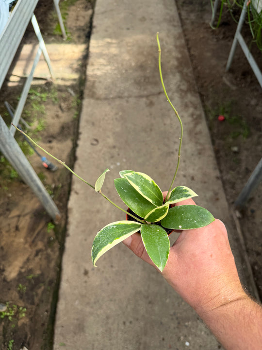 Hoya Acuta outer variagata
