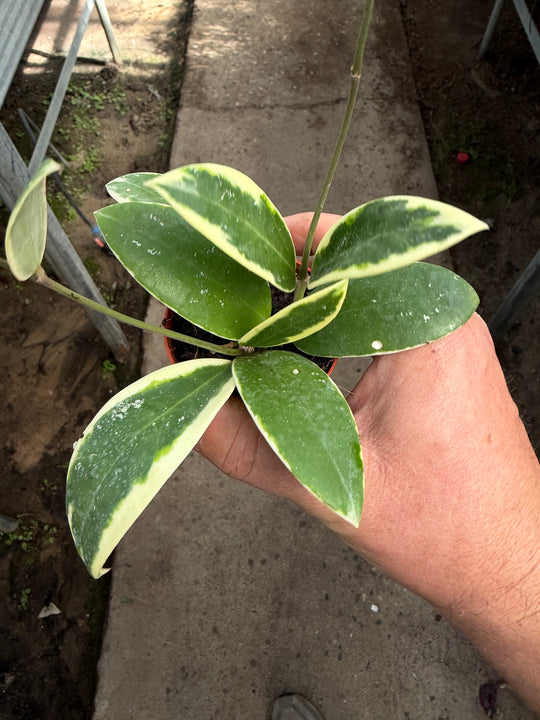 Hoya Acuta outer variagata
