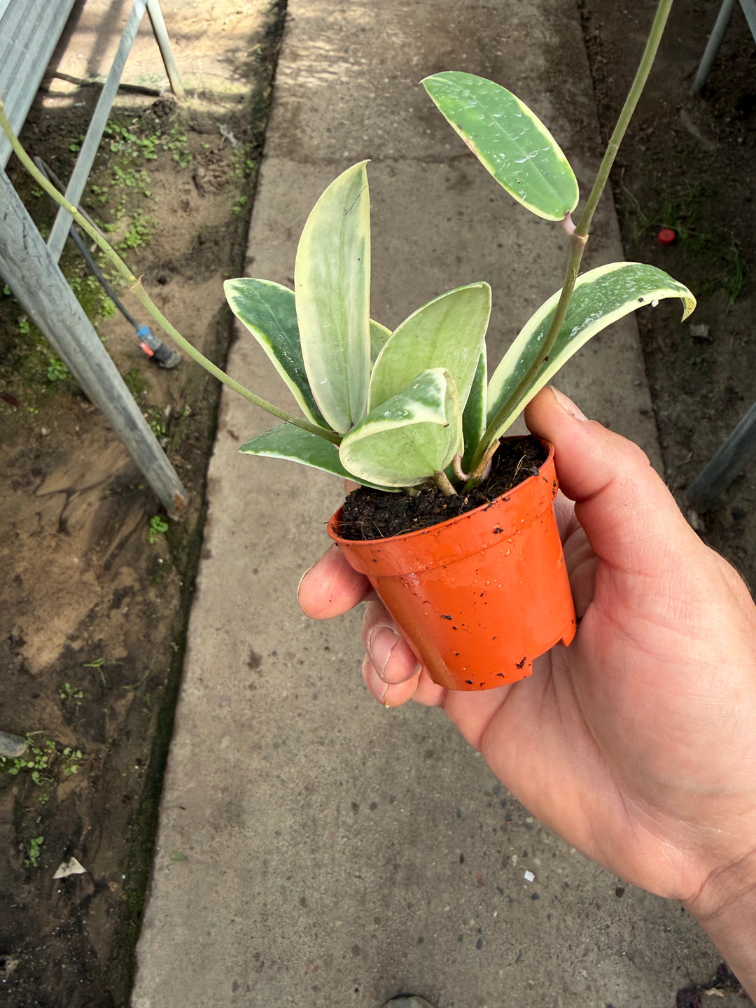 Hoya Acuta outer variagata