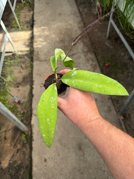 Hoya kaikoena splash