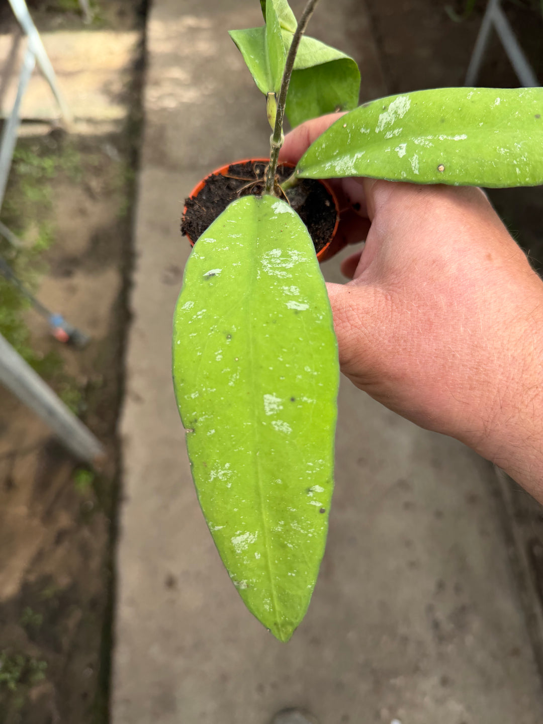 Hoya kaikoena splash