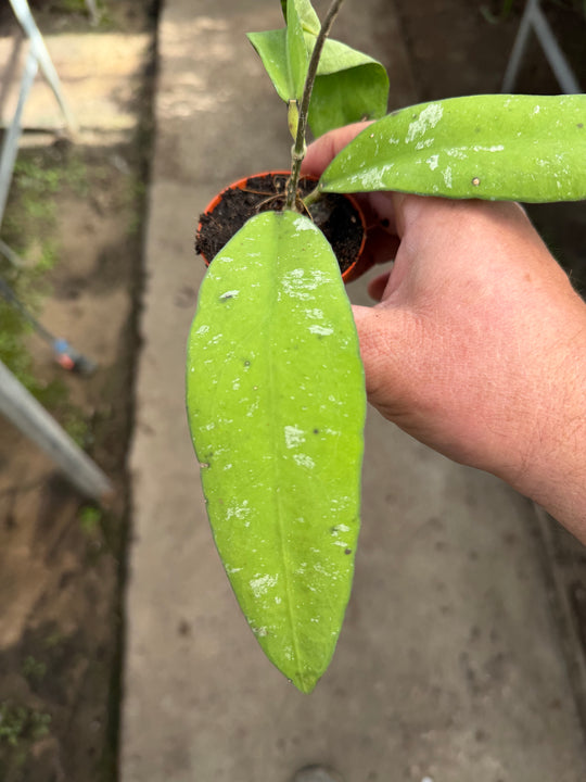 Hoya kaikoena splash