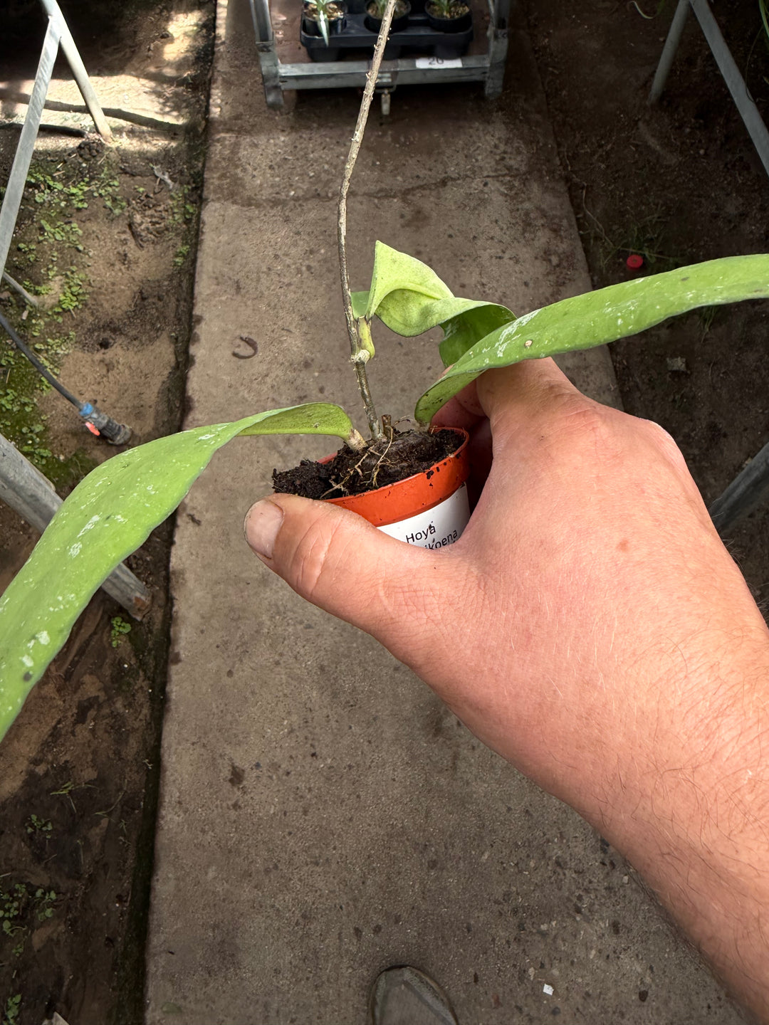 Hoya kaikoena splash