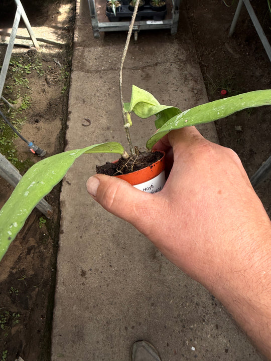 Hoya kaikoena splash