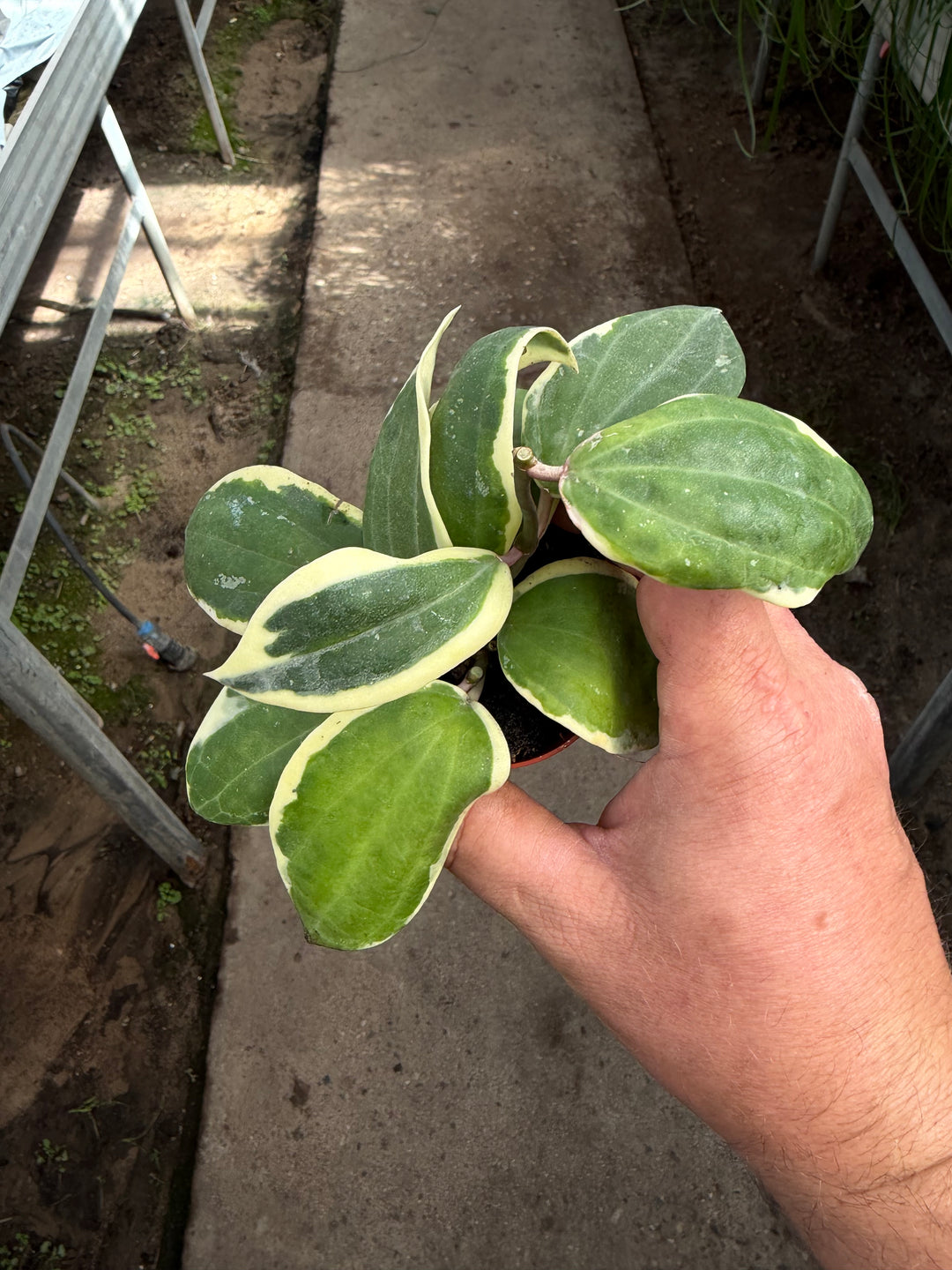 Hoya latifolia Albo round leaf