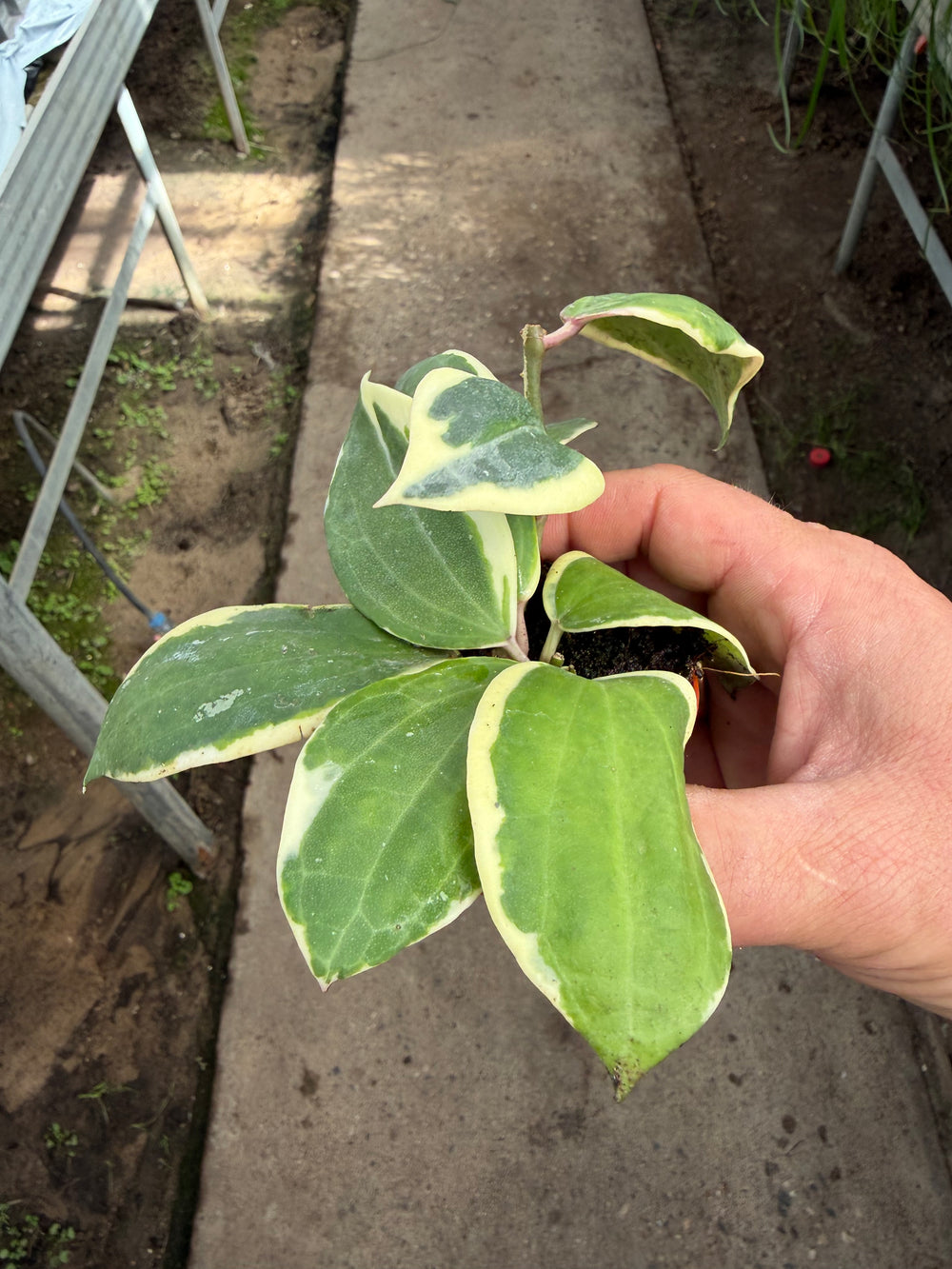 Hoya latifolia Albo round leaf