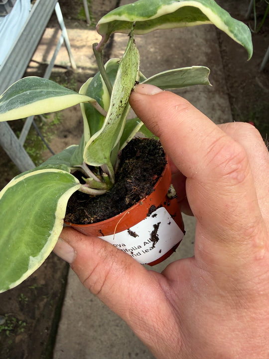 Hoya latifolia Albo round leaf