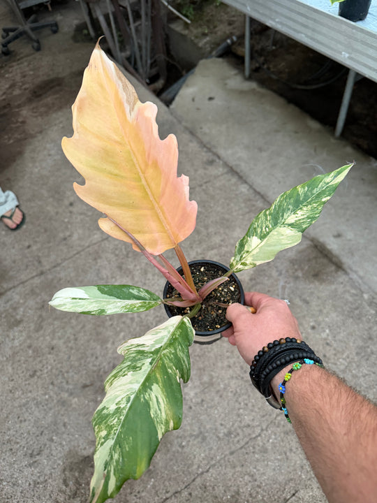 Philodendron caramel marble