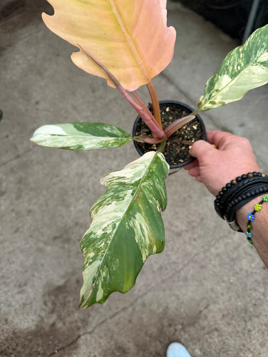 Philodendron caramel marble